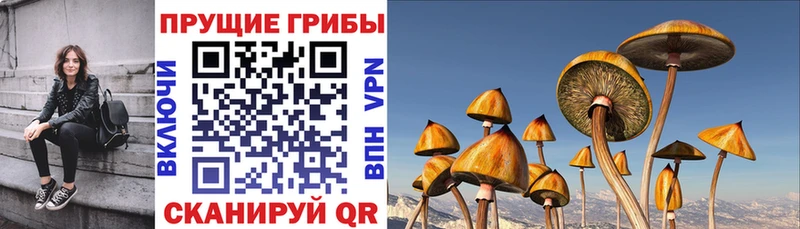 где найти наркотики  Советск  Галлюциногенные грибы Psilocybine cubensis 